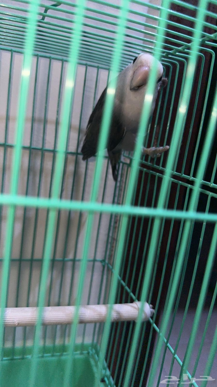 روز اليف للبيع وانتاج وزوج بادجي انتاج شرط الصحه كويسه64480386524803111