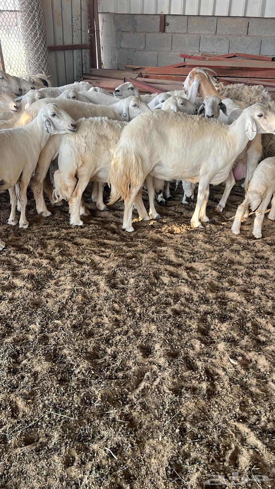 Sheep for Sale, Dfei and Haseeb64481818200833110
