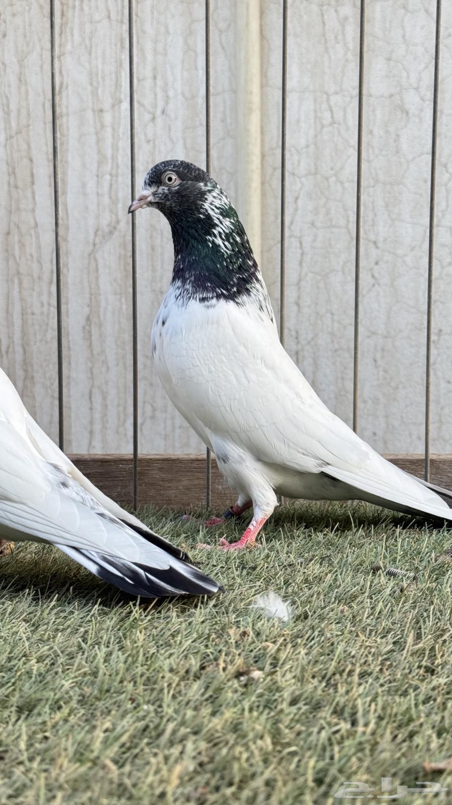 Genasr Teddy (Pair)64483757340675111