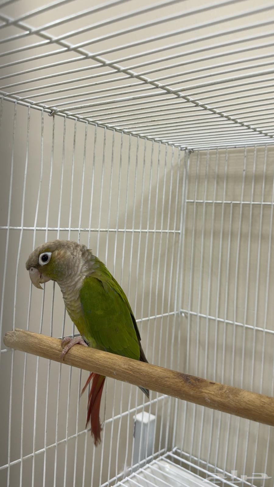 كنيور ذكر سينامون اناناس ( يوجد تابي وتمارا )64480551636866110