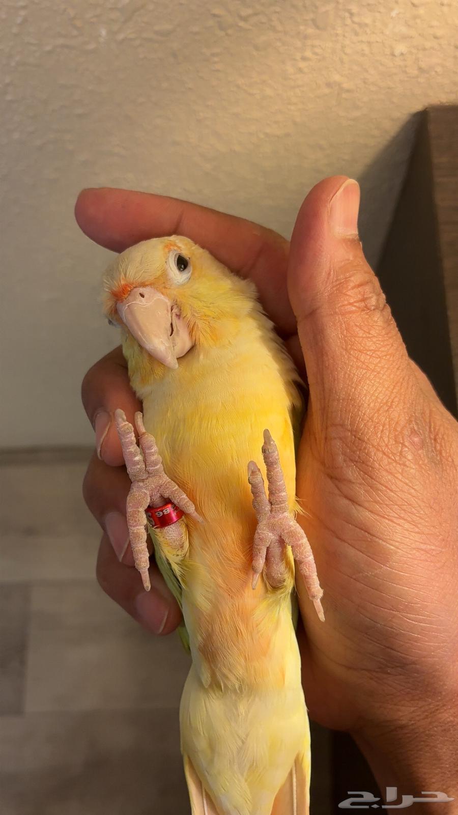 كنيور مون شيك أليف64480647682435113