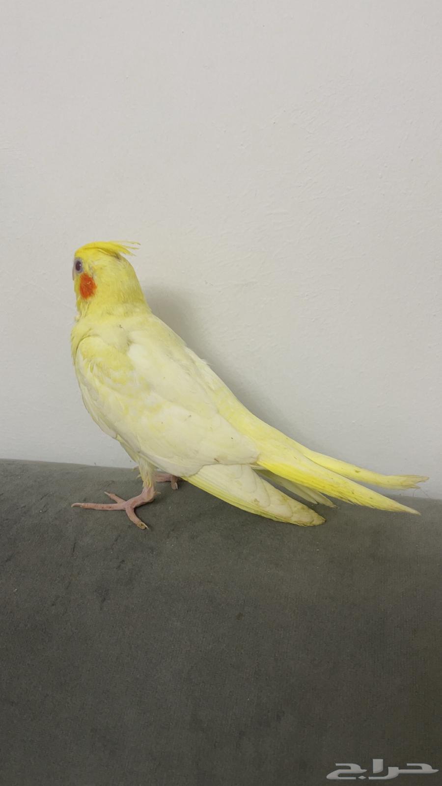 ببغاء كروان للبيع64481544889601112