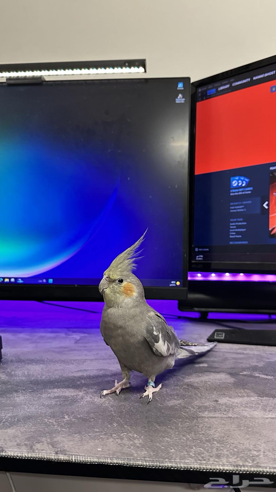 طير كروان أليف64483867601667112