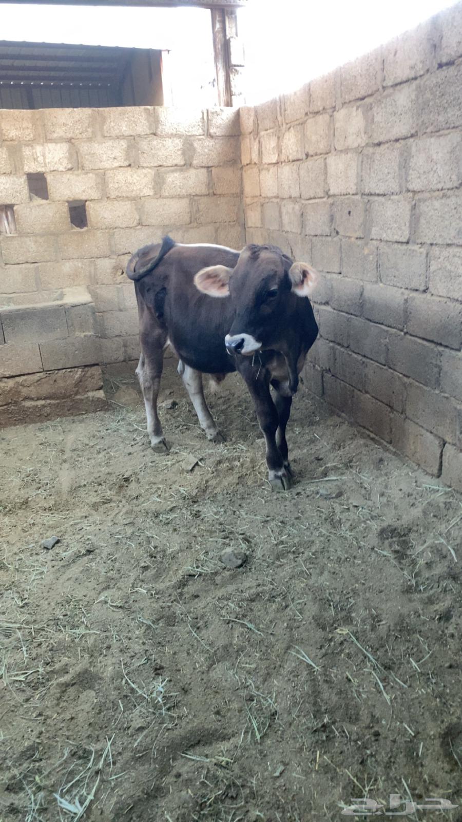 عجل براون بيور مشروع فحل64485078878083111