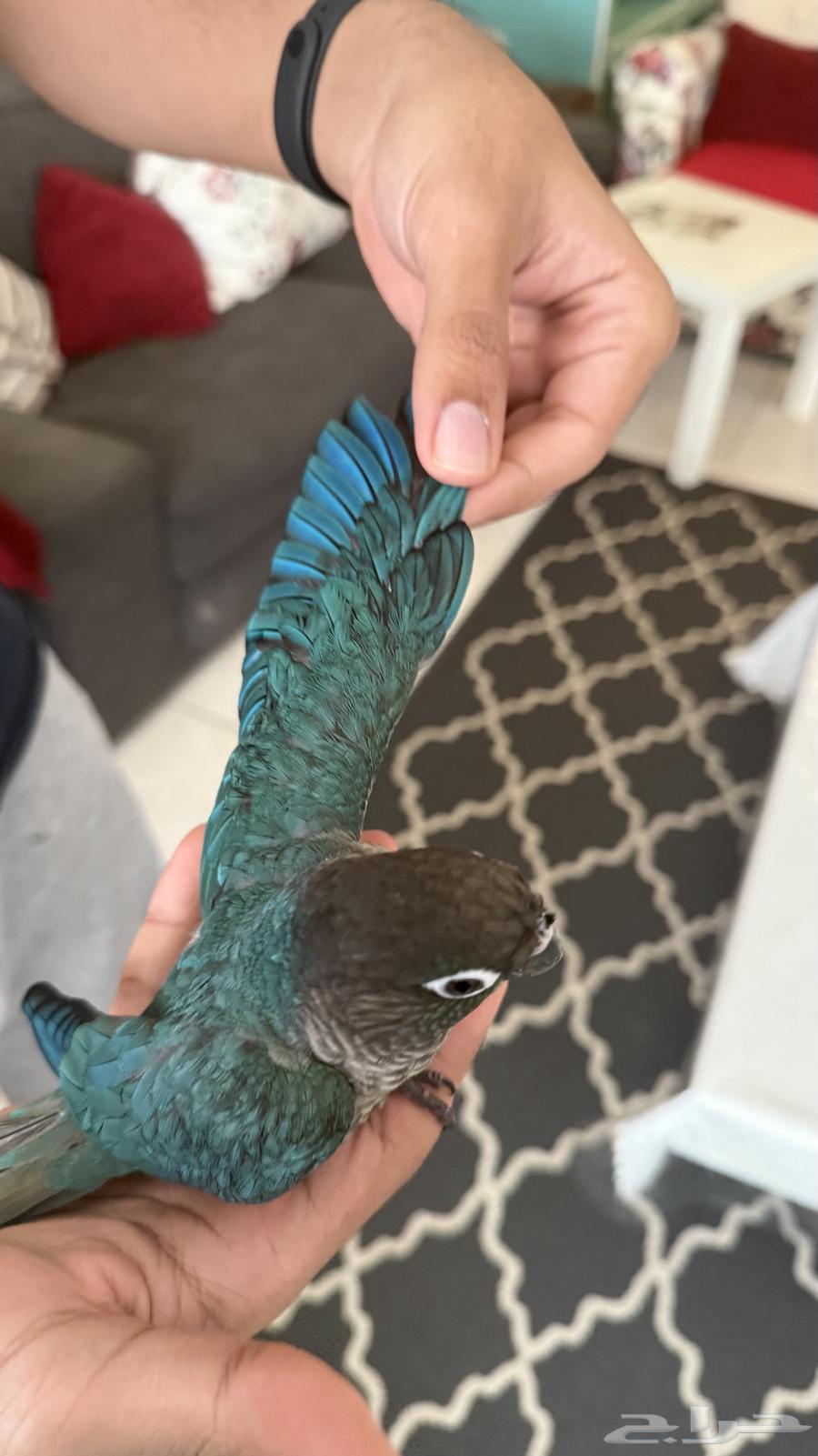 كنيور بلو شيك64413422938754111