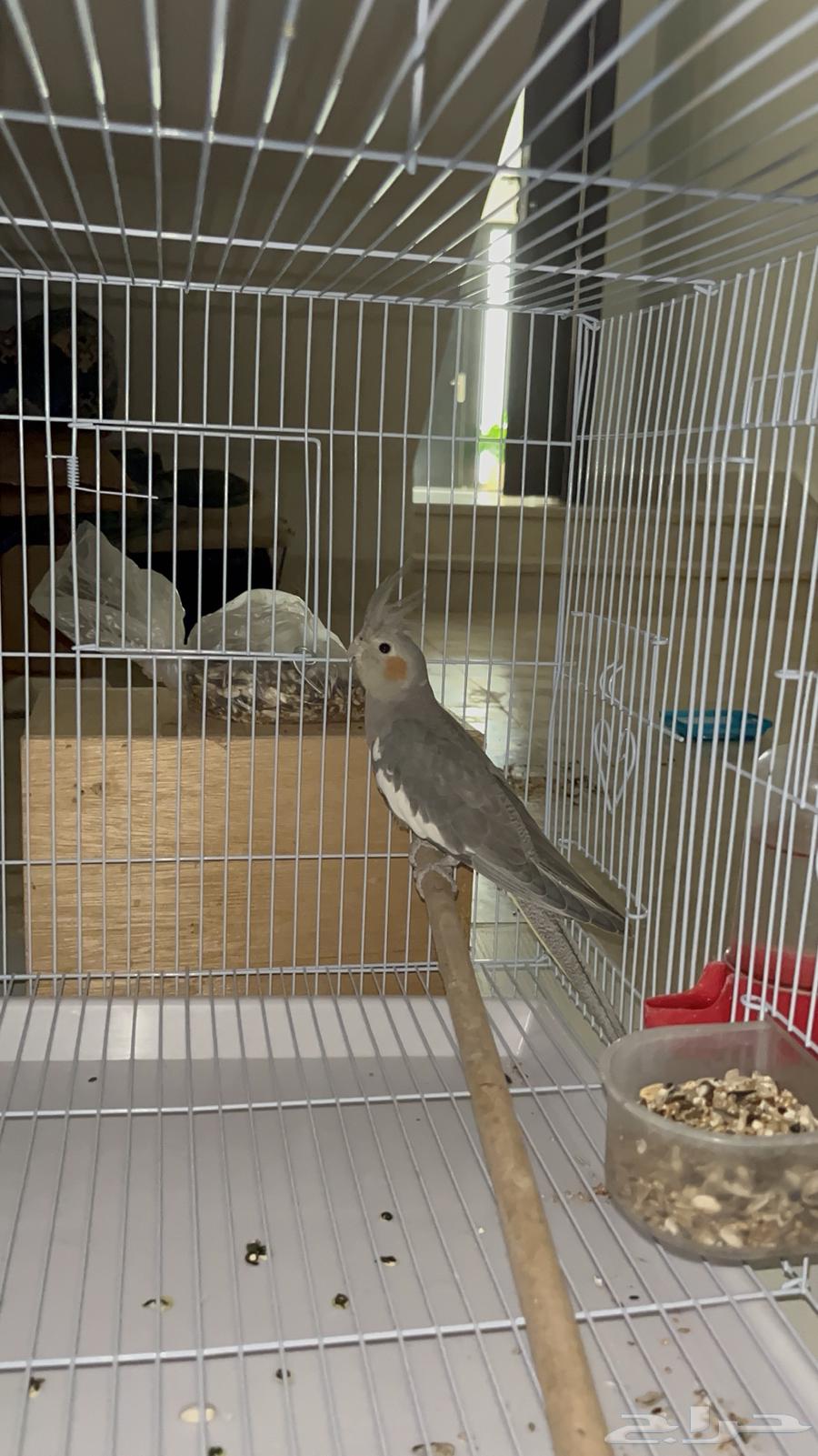 تم البيع64453875307009112