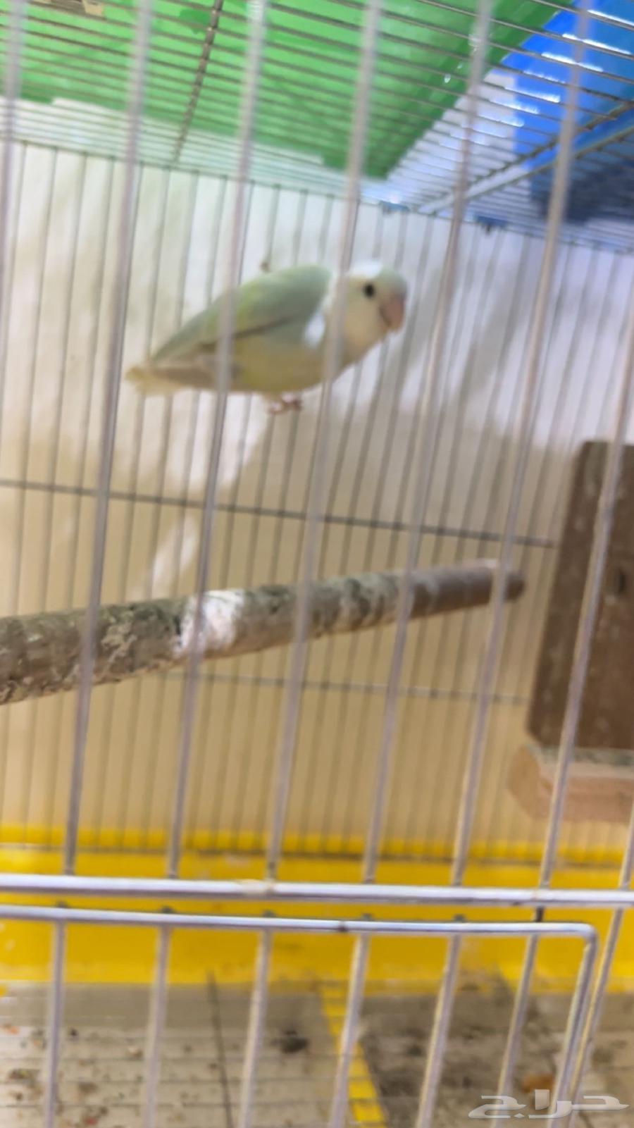 روز اليف للبيع وانتاج وزوج بادجي انتاج شرط الصحه كويسه64480386524803113