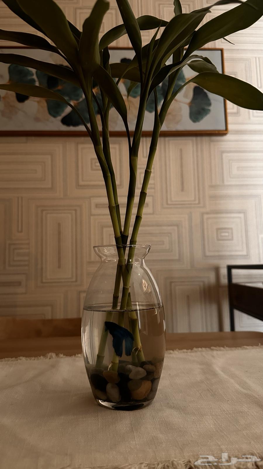 حوض سمك مع سمكة فايتر مع اكلها و4 سيقان بامبو64480194619137110