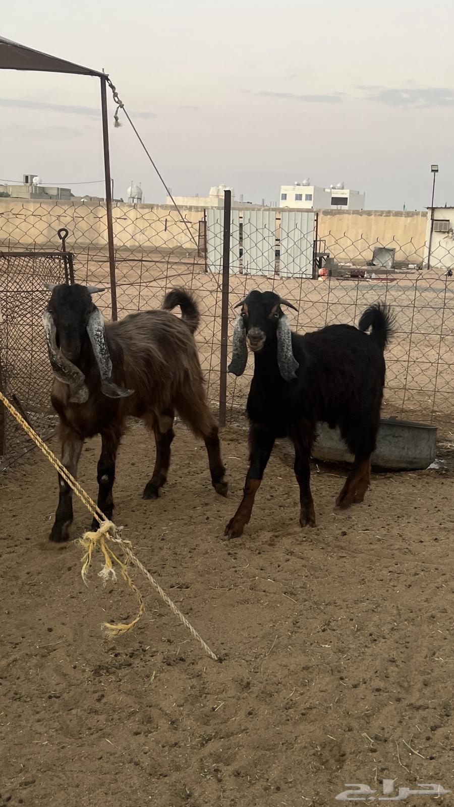 تيوس فل شحم تم البيع64481682386819110