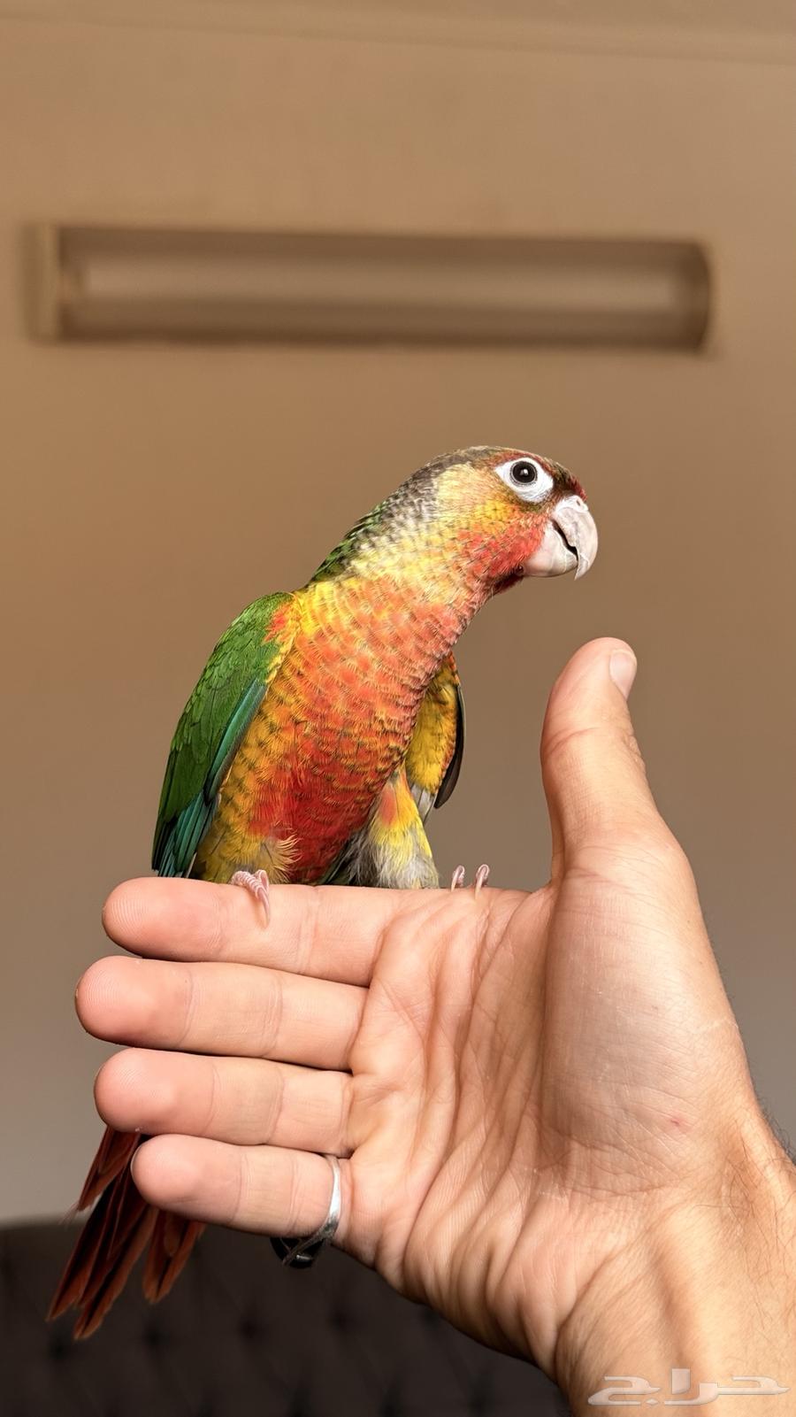 Two Kinyoora with internal and external heads64482674081154111