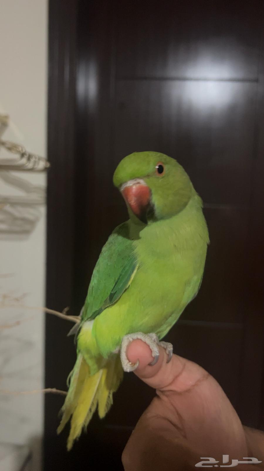 ببغاء دره ذكر اليف جدا حمامه ويقبل المسح على كامل الجسم64480592879490110