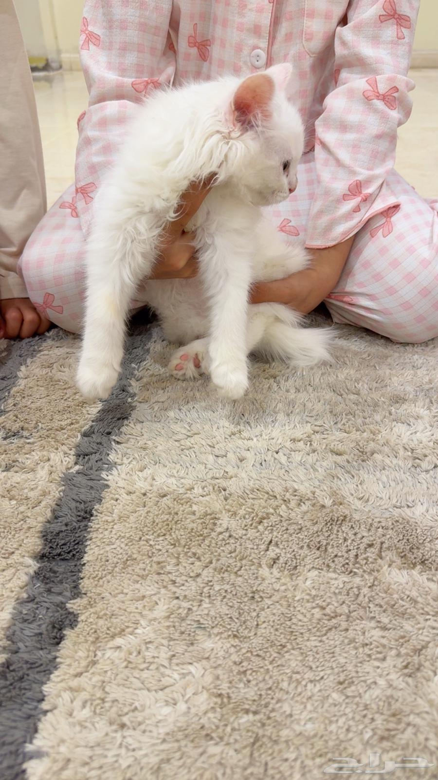 بسه للبيع64481723122563111