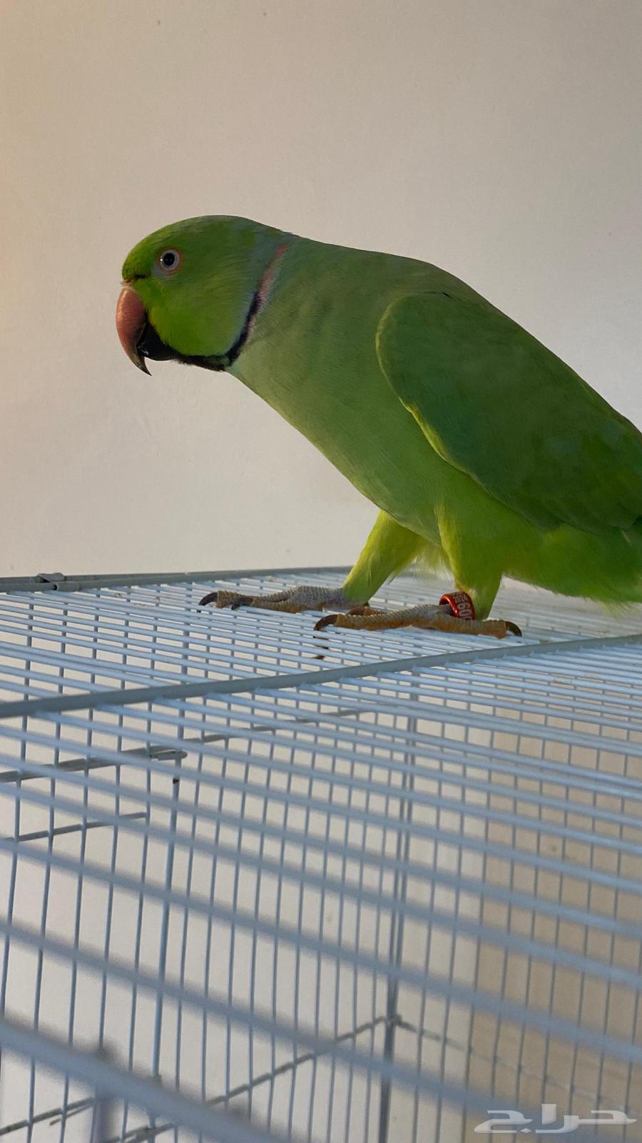 Talking Parrot64486095514882113