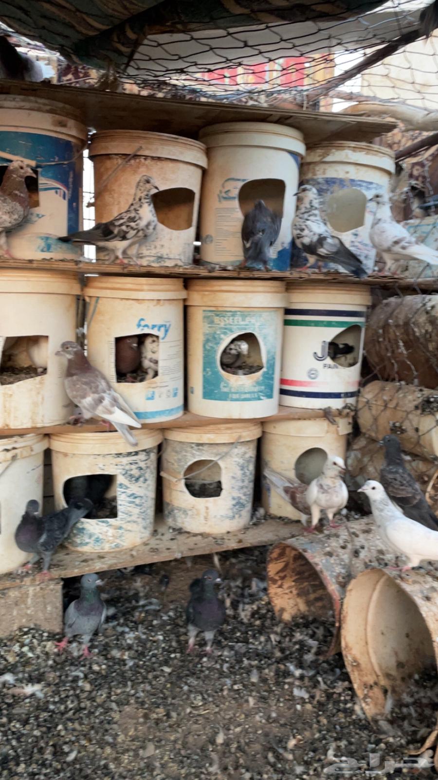 حمام للبيع الموقع الحناكية64485134350978112