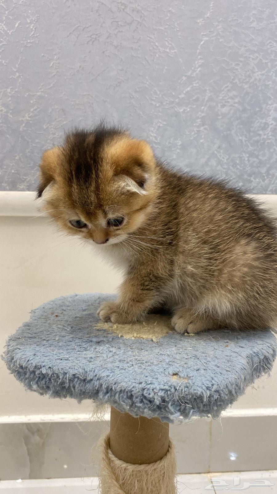 Scotch Double Fold64481518072194112