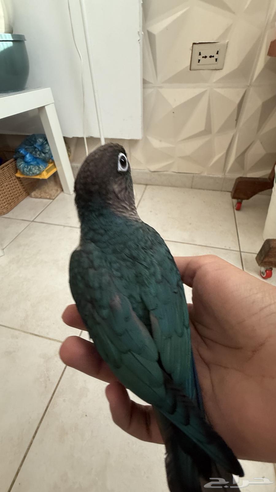 كنيور بلو شيك64413422938754113