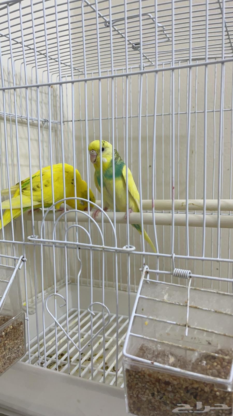 زوج بادجي هولندي ( تم البيع )64480400455937110