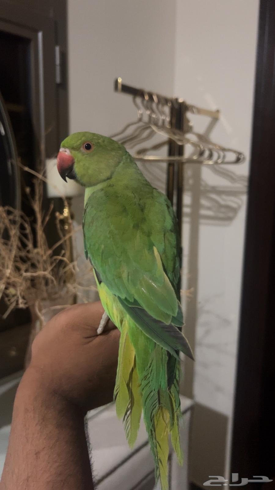 ببغاء دره ذكر اليف جدا حمامه ويقبل المسح على كامل الجسم64480592879490113