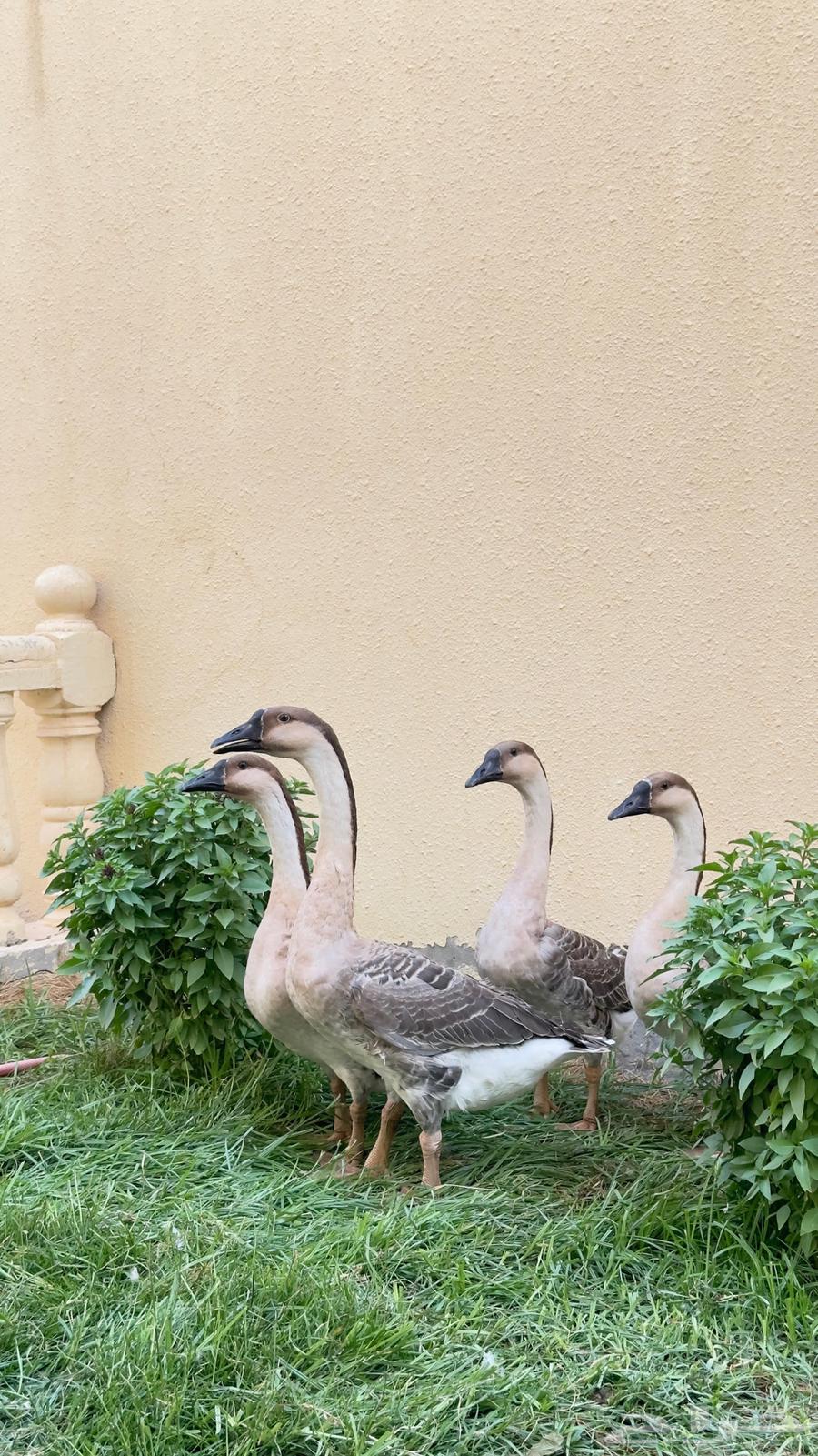 للبيع وز عراقي كوبرا سلالة نقية64484511737347110