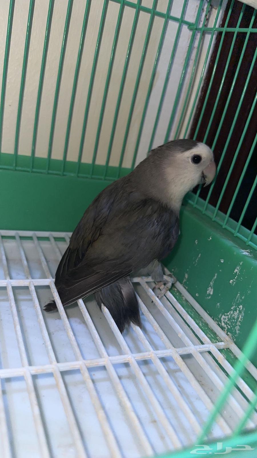 روز اليف للبيع وانتاج وزوج بادجي انتاج شرط الصحه كويسه64480386524803110