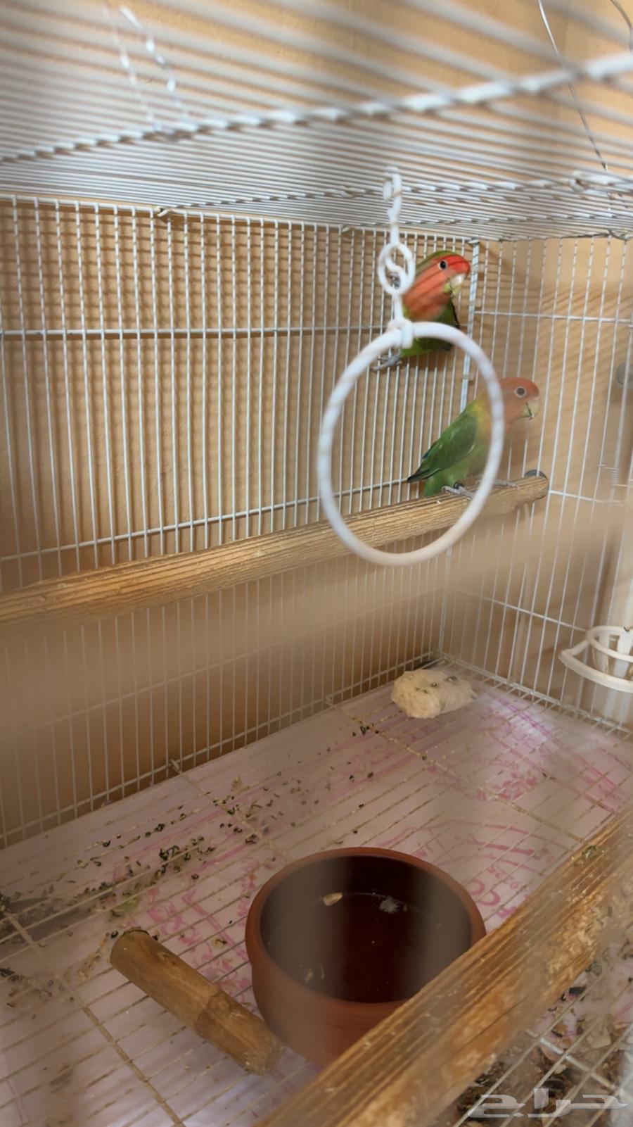 للبيع جوز ورز منتج64481544980098110