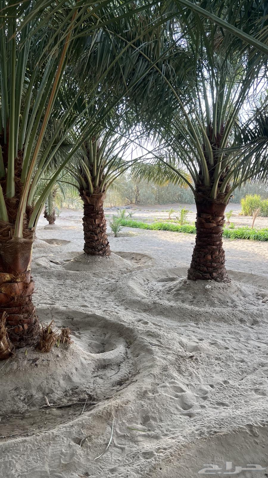 للبيع64483041520386112