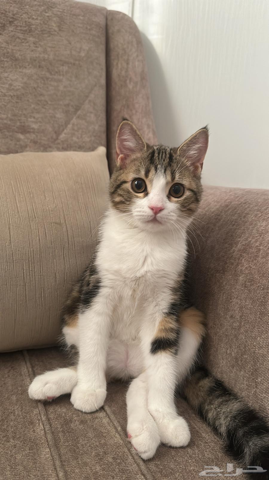 بسه شيرازي للبيع64483082402563111