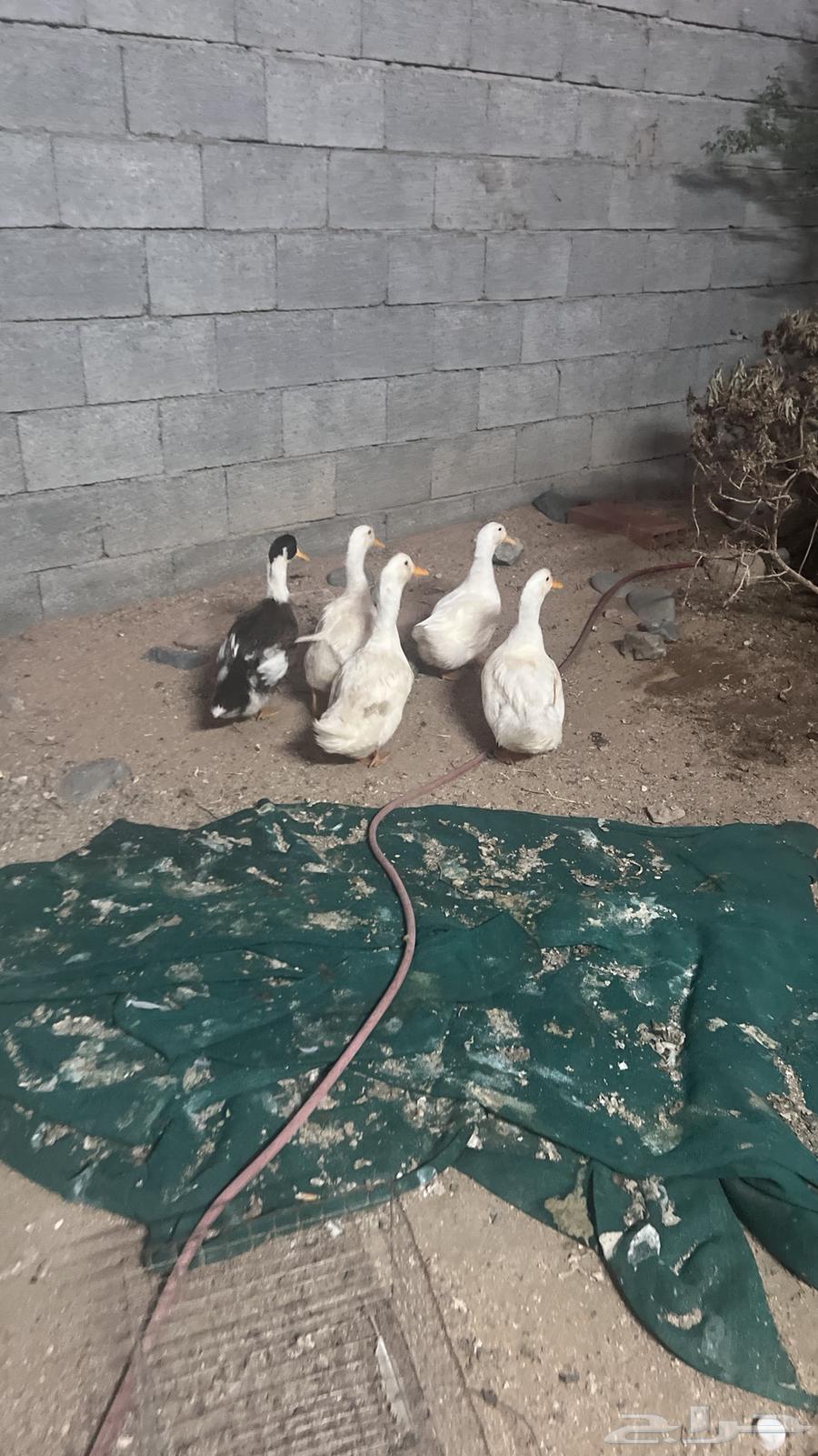 بط للبيع64484525310721110