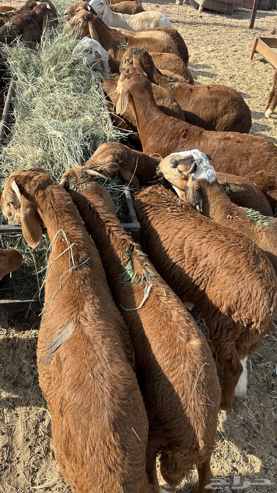 طليان سواكن حمري64482430753921110