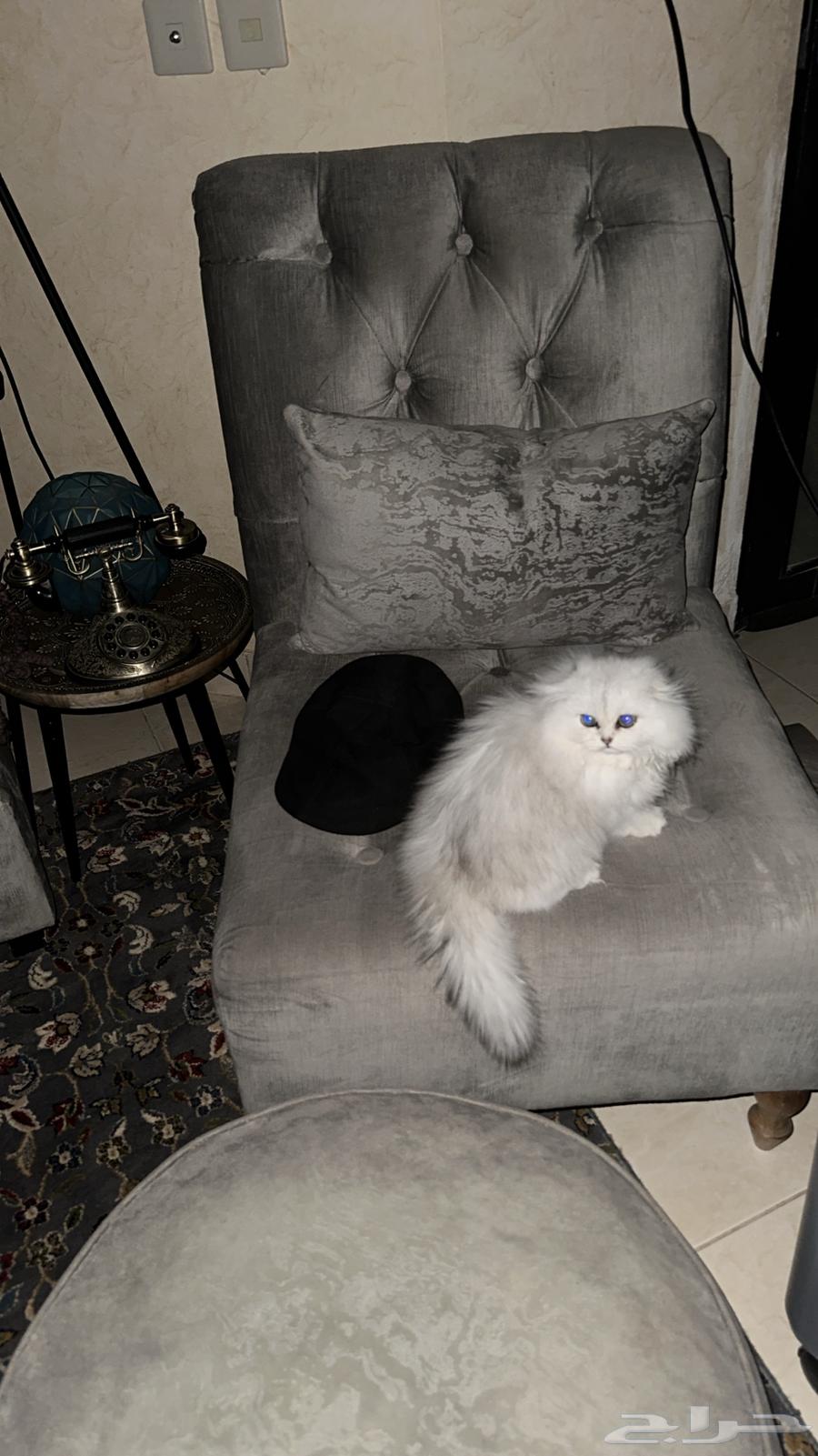 للبيع قطة كيتن سكوتش فولد سيل ر تابي عيون خضراء64479632841987111