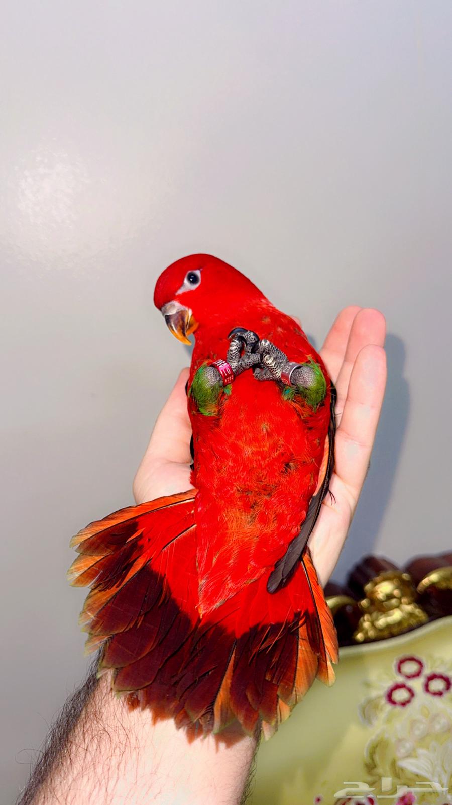 لوري شاترنج فرخ اليف هدد ( تم البيع )64479410813954112