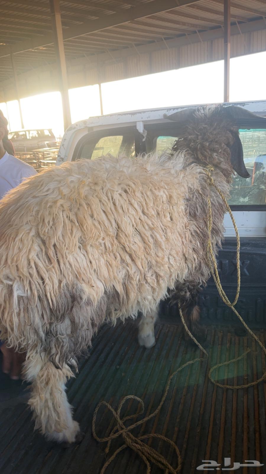 خروف جذع للبيع.64485092839938110
