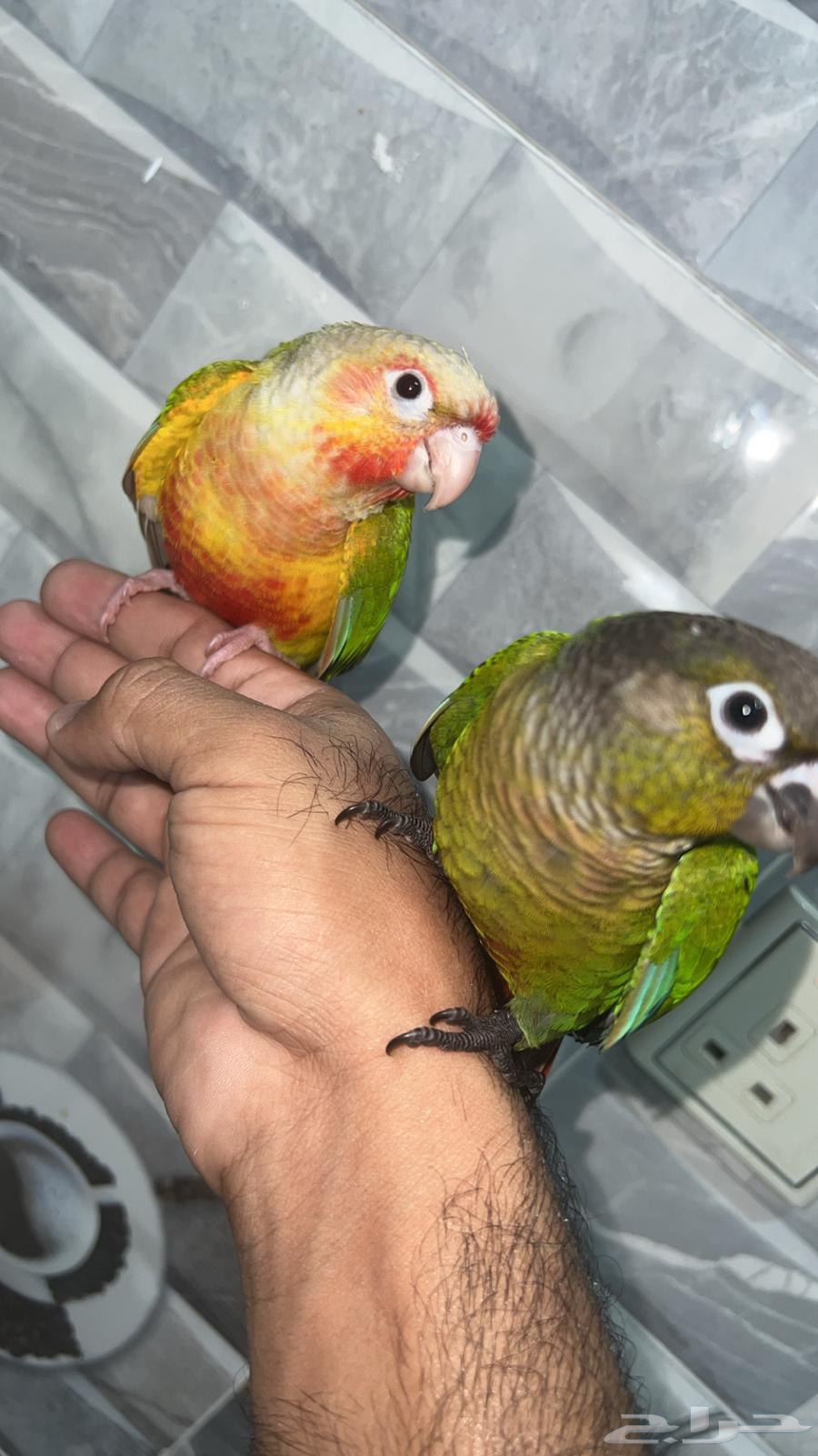 كنيور قرين شك  و انناس64481695685633111