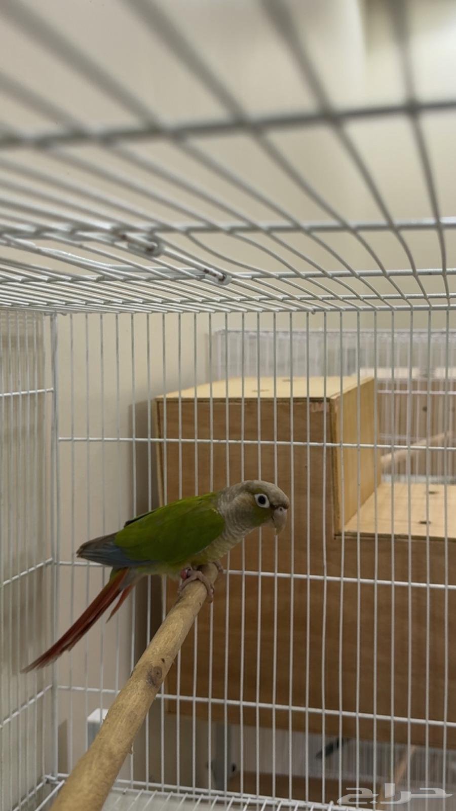 كنيور ذكر سينامون اناناس ( يوجد تابي وتمارا )64480551636866113