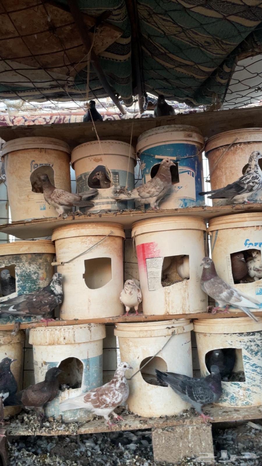 حمام للبيع الموقع الحناكية64485134350978113