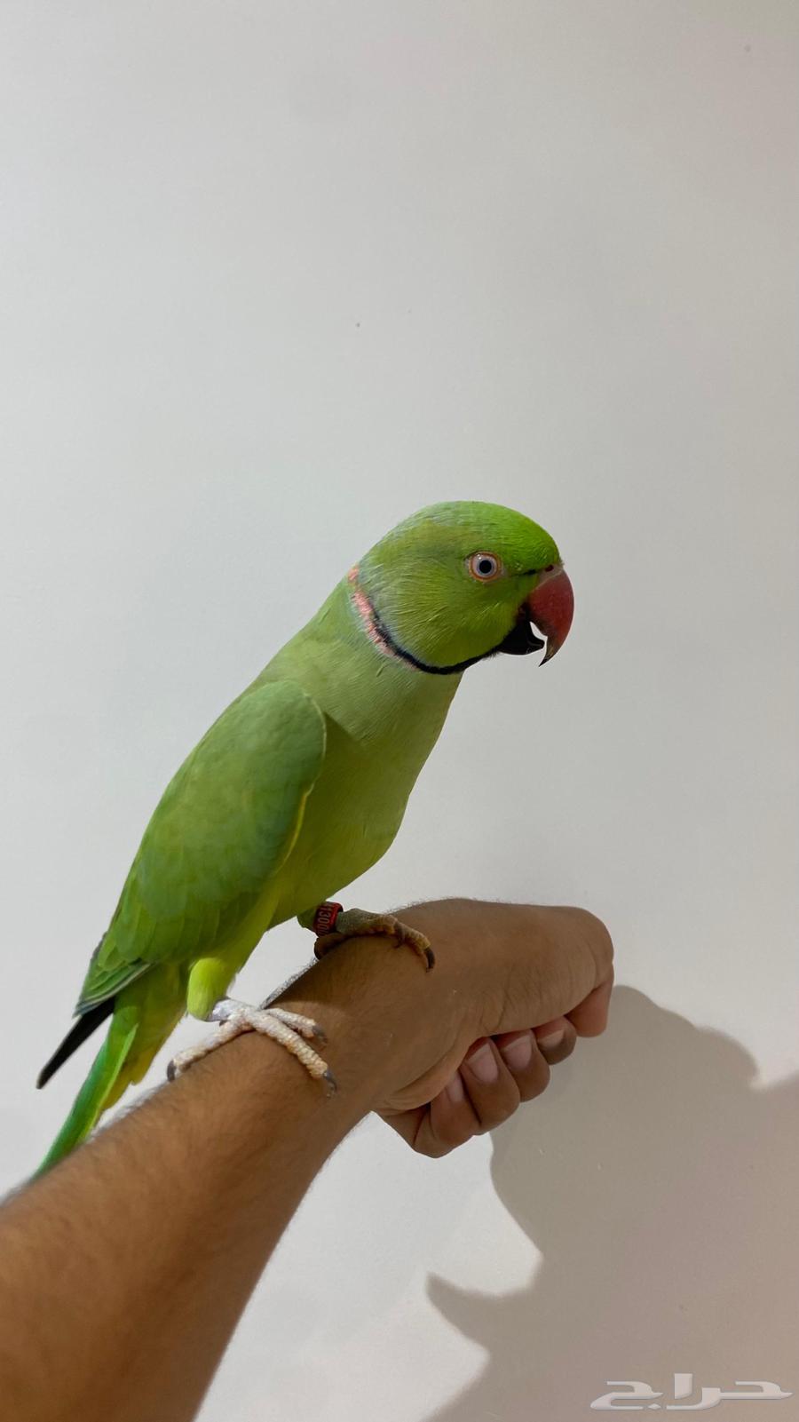 Talking Parrot64486095514882111