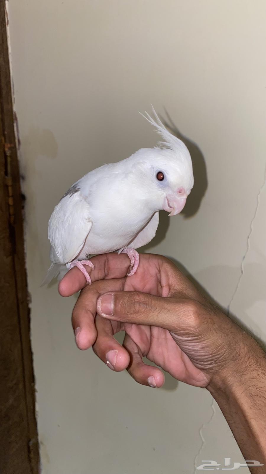 كروان اليف وهدد64480305052674110