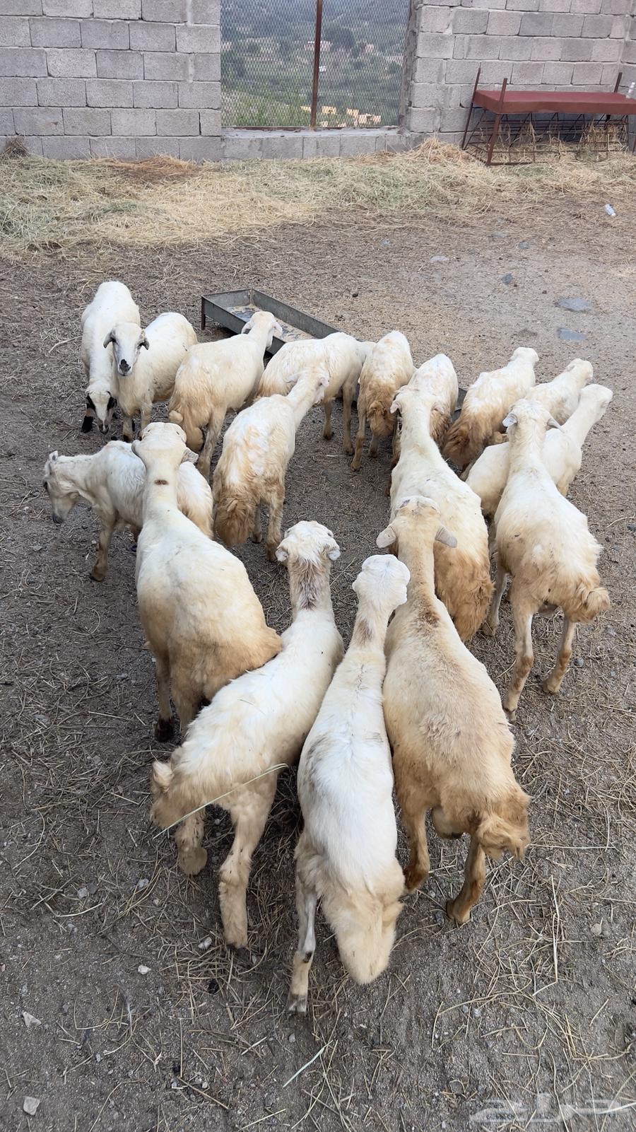 خرفان ورخال بلدي للبيع السعر 650ريال الموقع الدائر بني مالك64485037388801113