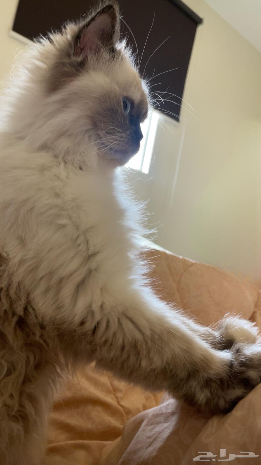 لليبني بالوسام164479674188163111