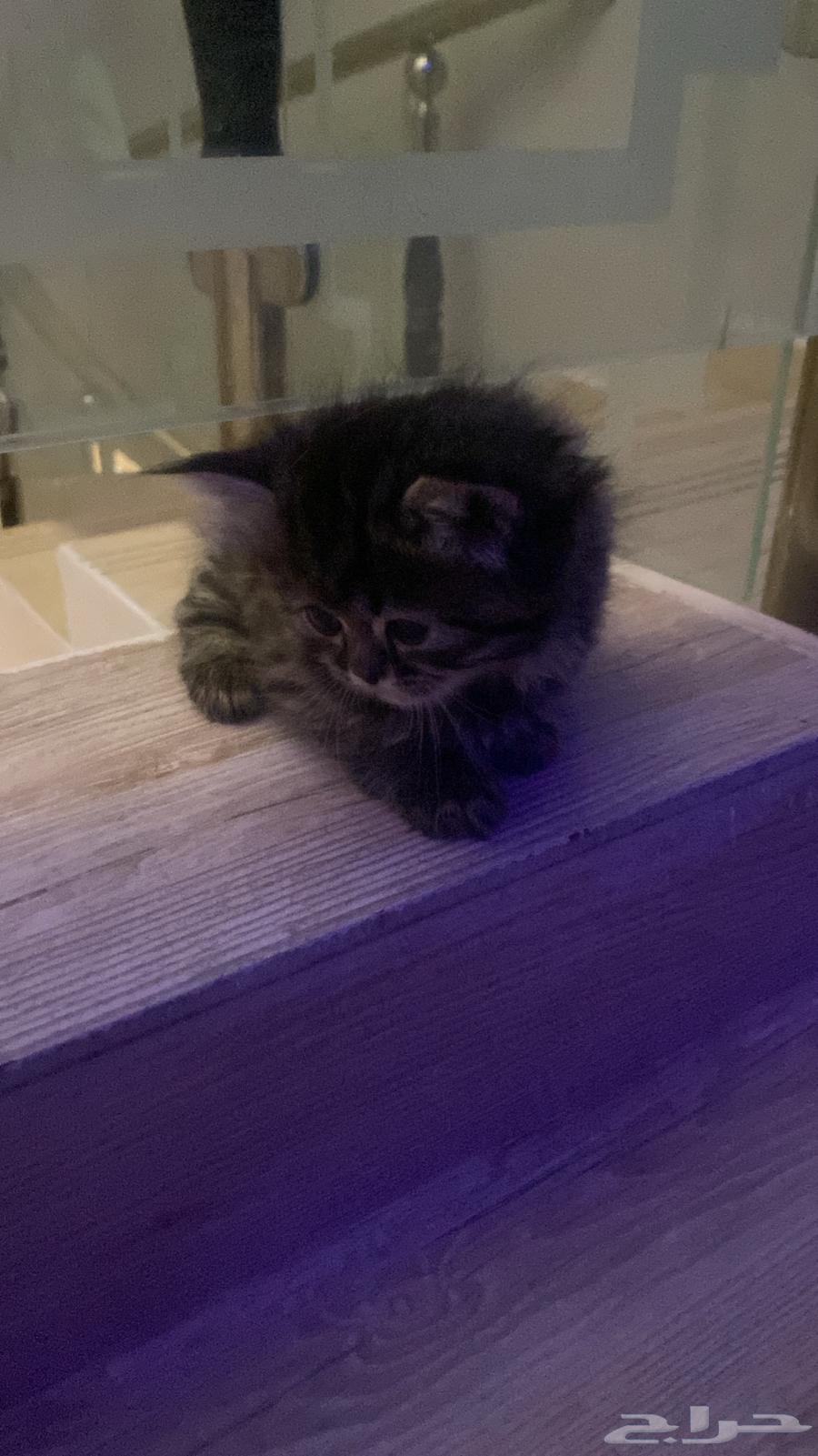 بسه للبيع64483218725121112