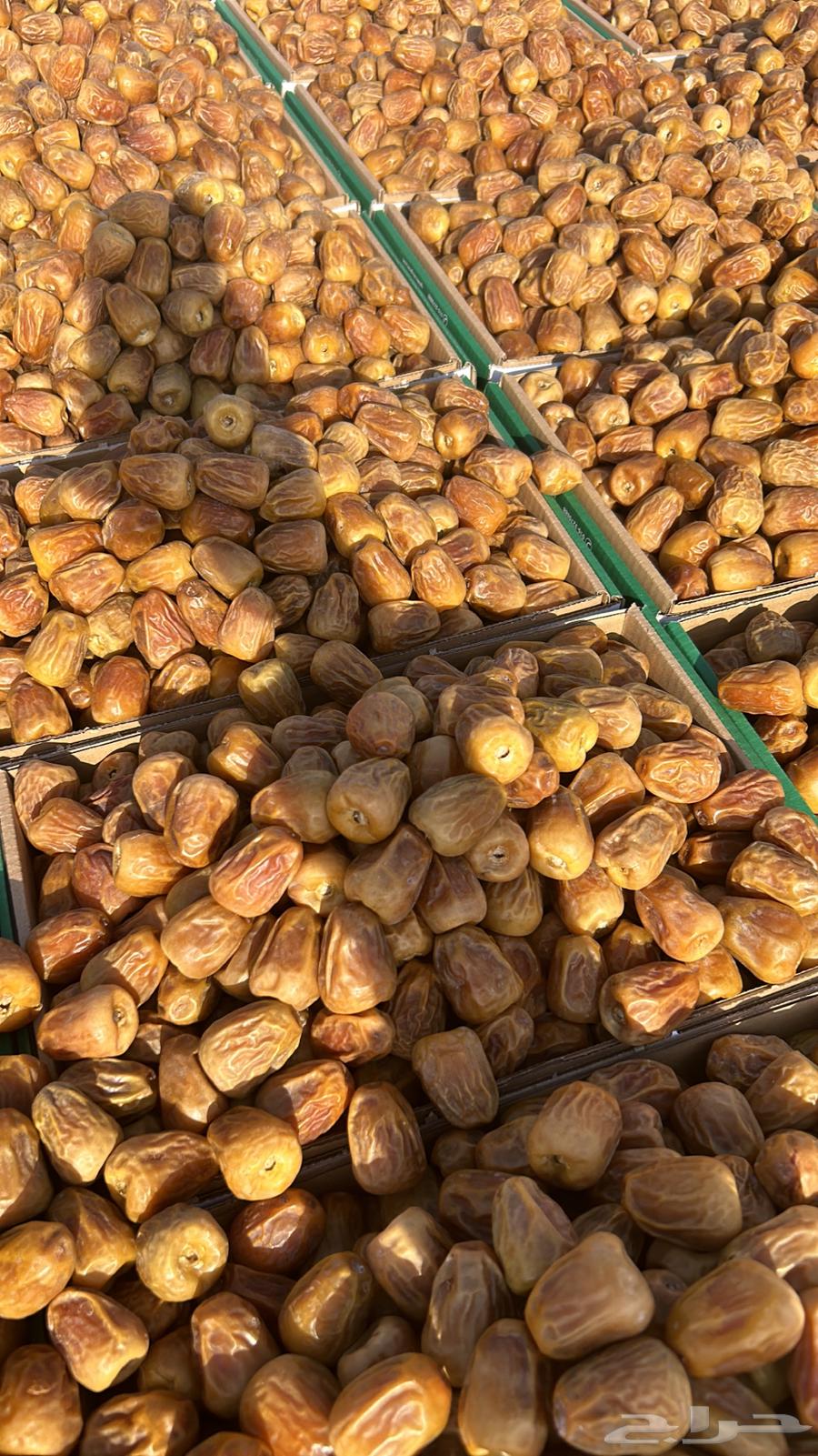 Comprehensive clearance of premium Qassim dates at near-purchase prices64483715876353113