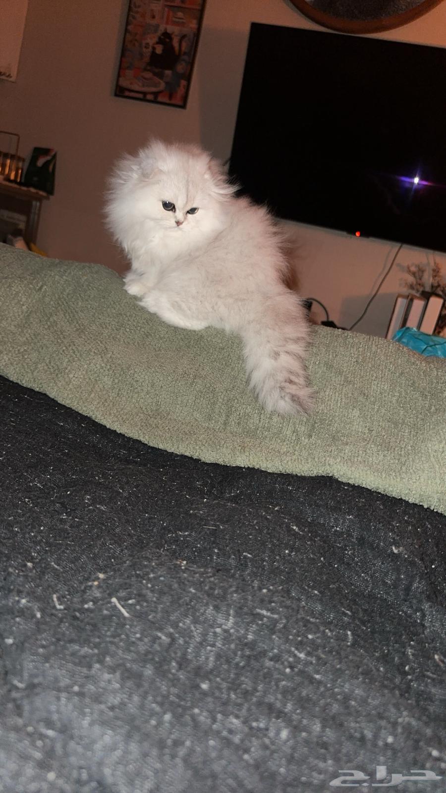 للبيع قطة كيتن سكوتش فولد سيل ر تابي عيون خضراء64479632841987112