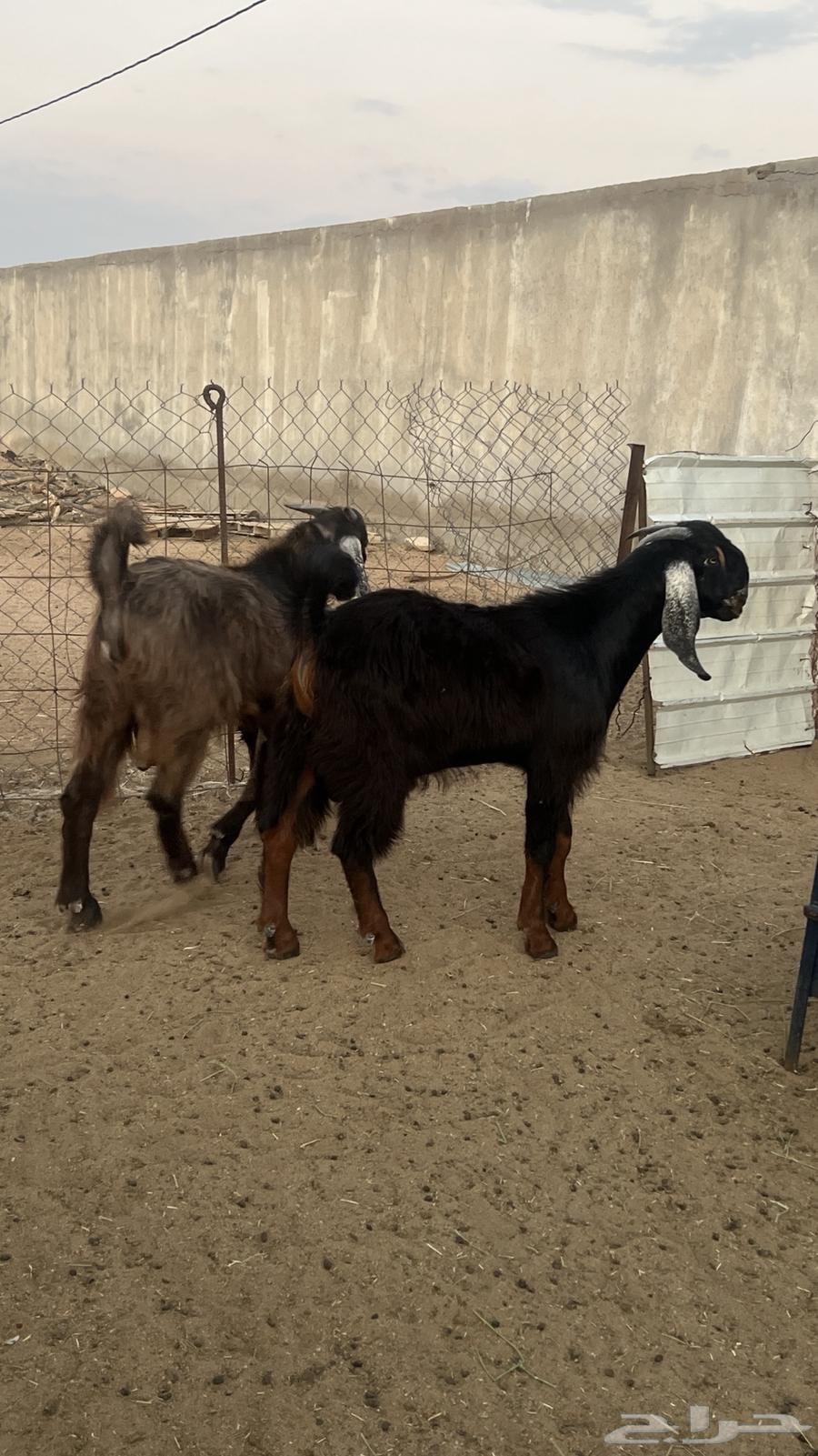 تيوس فل شحم تم البيع64481682386819111