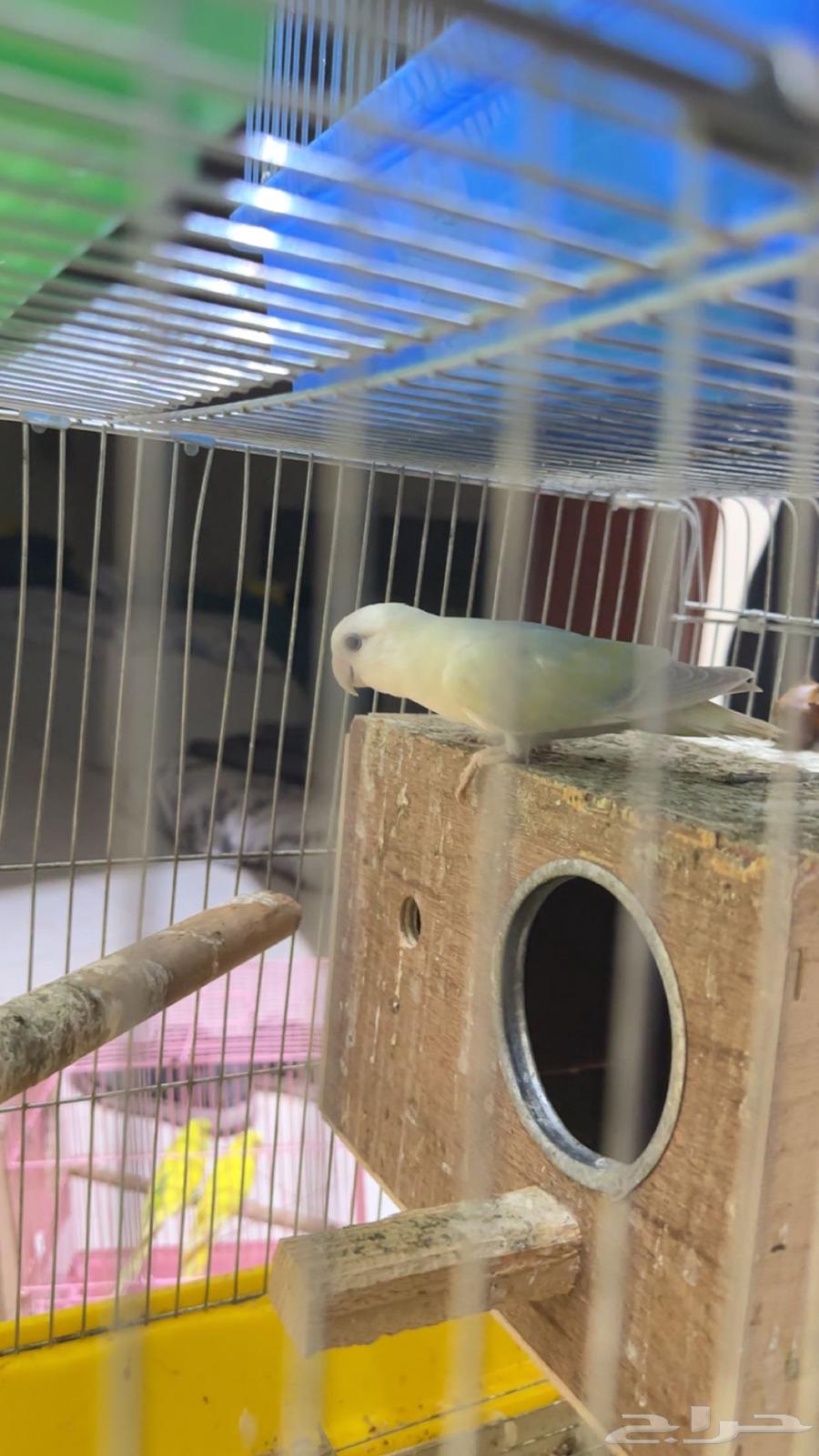 روز اليف للبيع وانتاج وزوج بادجي انتاج شرط الصحه كويسه64480386524803114