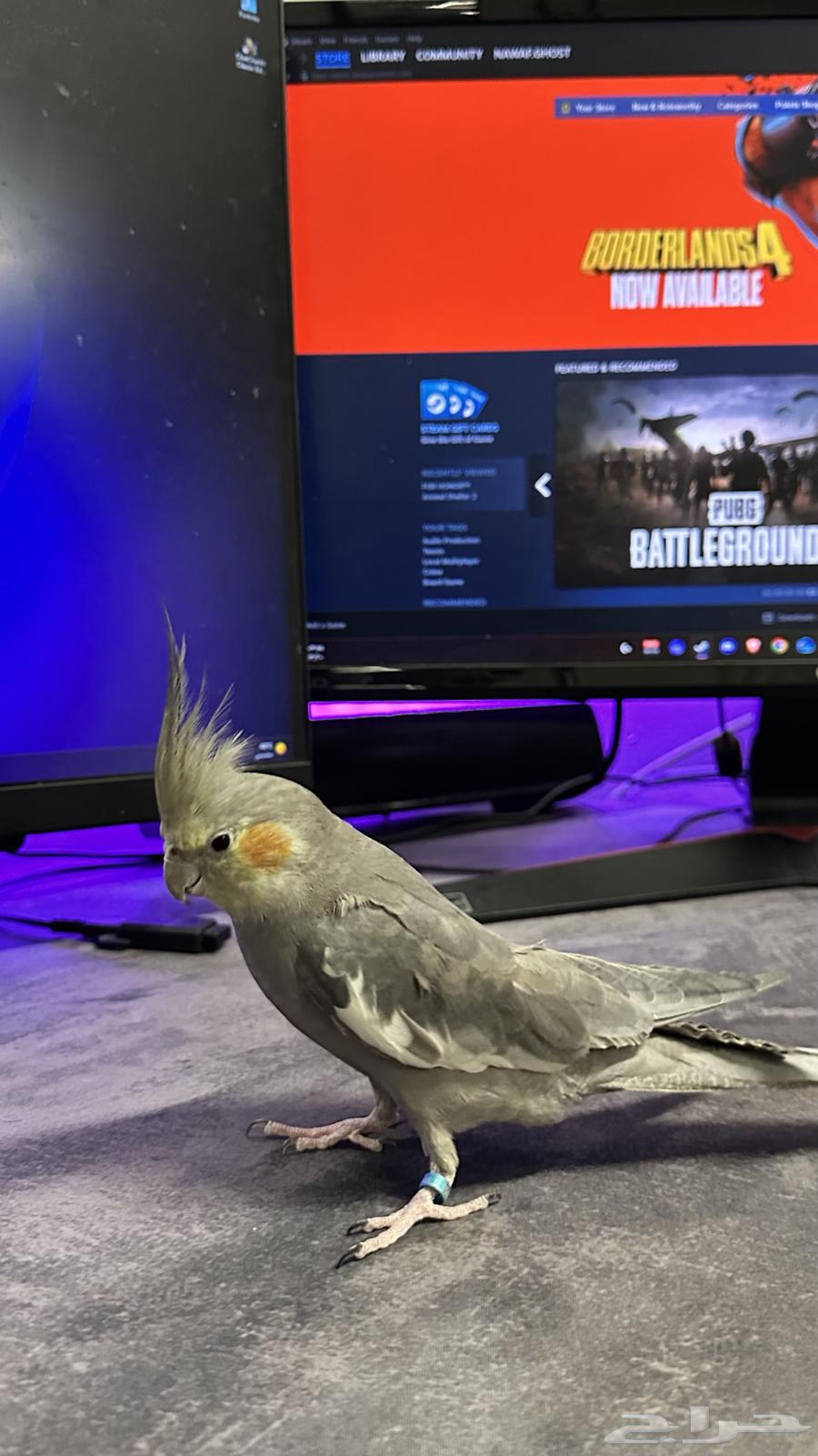 طير كروان أليف64483867601667113