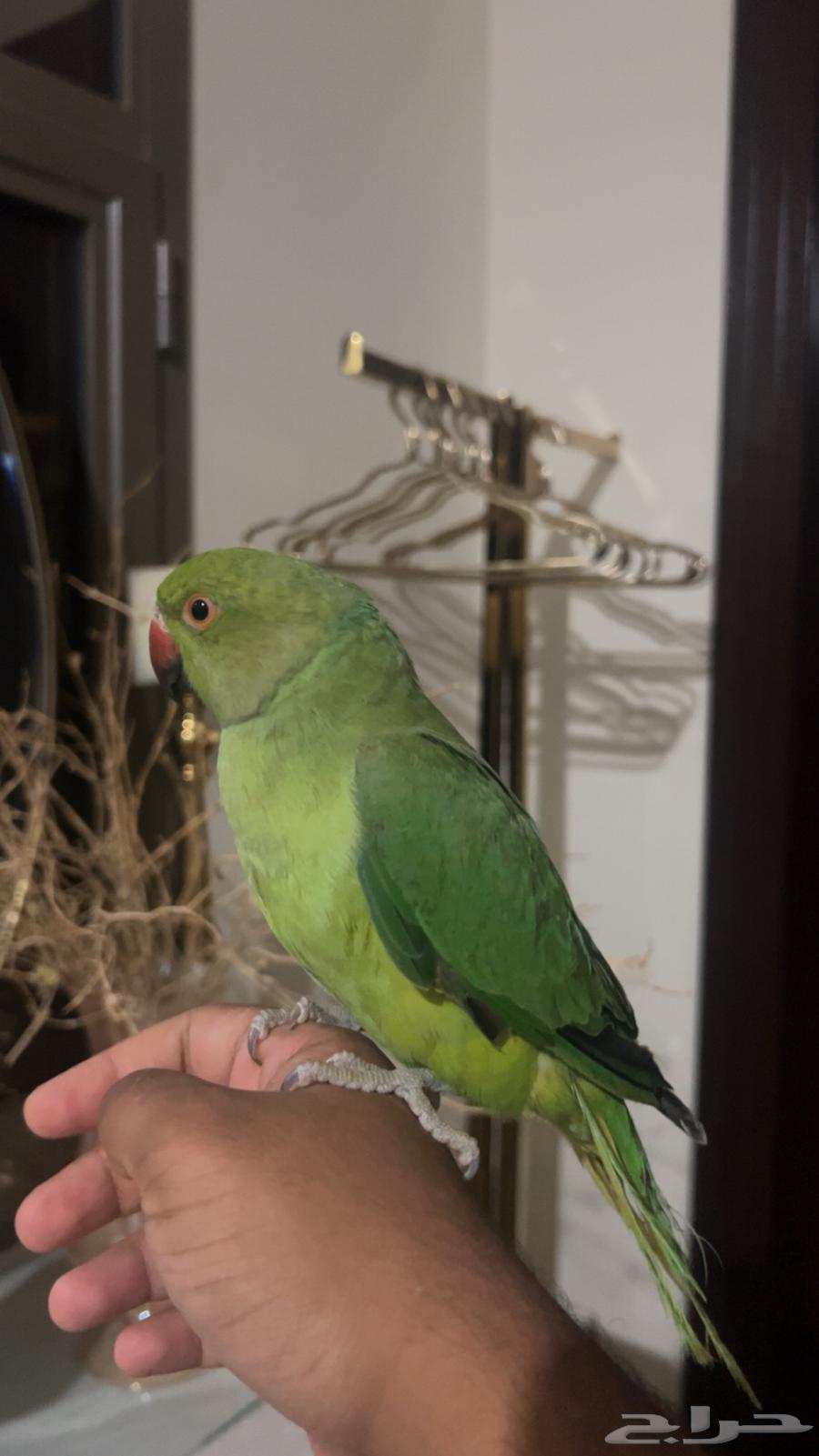 ببغاء دره ذكر اليف جدا حمامه ويقبل المسح على كامل الجسم64480592879490111