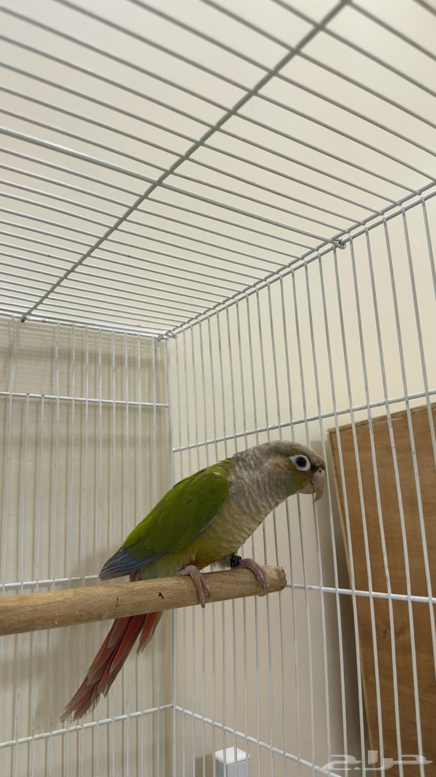 كنيور ذكر سينامون اناناس ( يوجد تابي وتمارا )64480551636866114