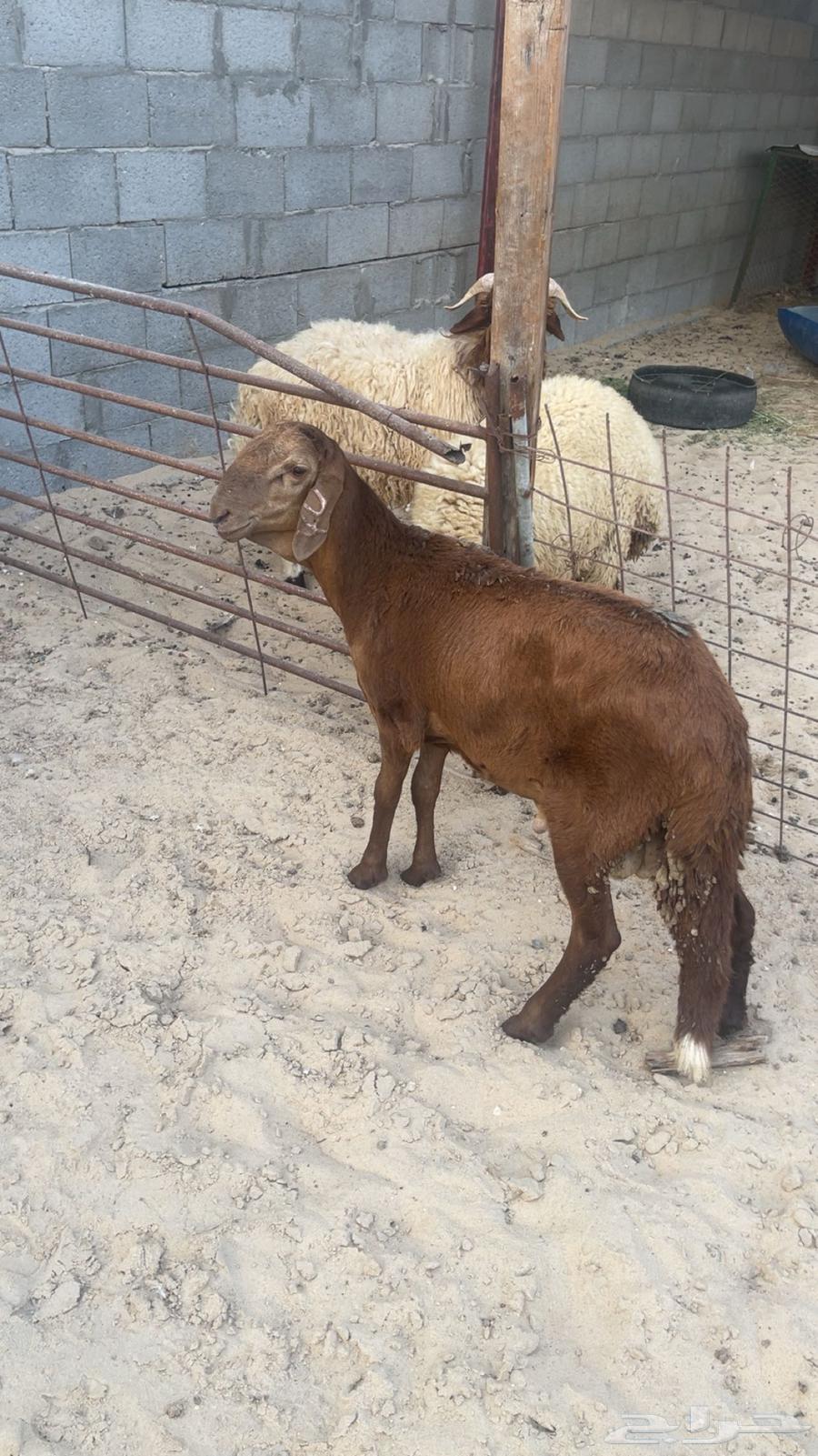 خروف سواكني64484607331459110