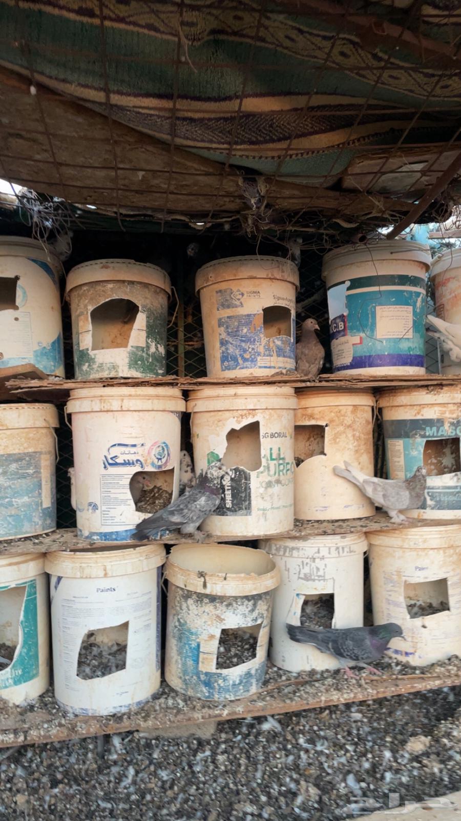 حمام للبيع الموقع الحناكية64485134350978110