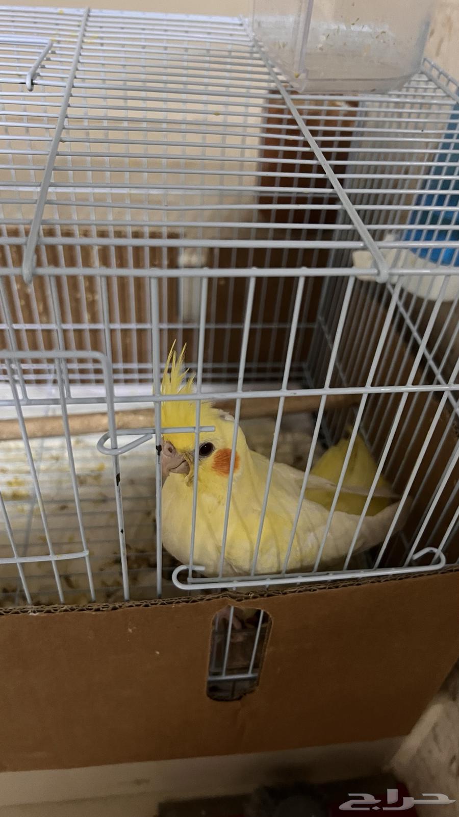 كروان أليف العمر شهرين نوعه لاتينو عيون حمر64485557130755111